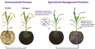 Editorial: Novel Insights Into the Response of the Plant Microbiome to Abiotic Factors